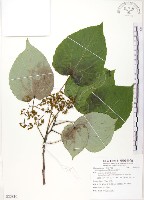 藏品(山桐子)的圖片