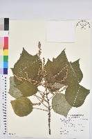 藏品(野桐)的圖片