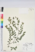 藏品(紅仔珠)的圖片