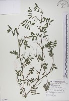 藏品(穗花木藍)的圖片