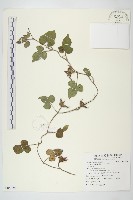 藏品(銳葉牽牛)的圖片