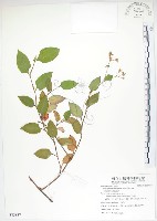 藏品(火炭母草、清飯藤)的圖片