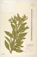 藏品(翼莖闊苞菊)的圖片