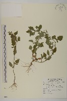 藏品(茯苓菜)的圖片