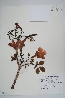 藏品(洋紅風鈴木)的圖片