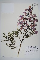 藏品(藍花楹)的圖片