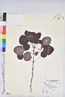 藏品(紫錦木、非洲紅)的圖片