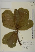 藏品(欖仁)的圖片