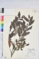 藏品(裡白饅頭果)的圖片