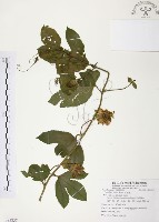 藏品(西番蓮、百香果)的圖片