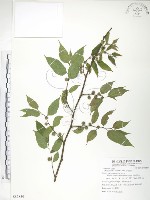 藏品(小構樹)的圖片