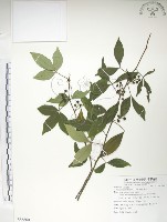 藏品(飛龍掌血)的圖片