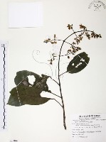 藏品(山香圓)的圖片