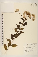 藏品(小舌菊、蔓綿菜)的圖片