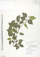 藏品(石朴)的圖片