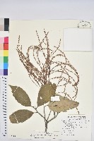 藏品(臺灣苦櫧)的圖片