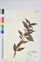 藏品(珍珠花、長尾葉越橘)的圖片