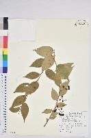 藏品(白珠樹)的圖片