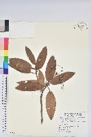 藏品(玉山杜鵑)的圖片