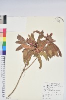 藏品(鹿角杜鵑、西施花、青紫木)的圖片