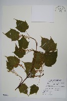 藏品(臺灣紅榨槭)的圖片