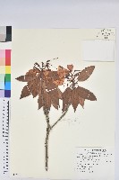 藏品(玉山杜鵑)的圖片