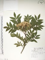 藏品(巒大花楸)的圖片