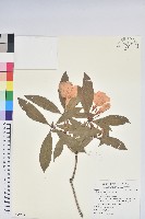 藏品(鹿角杜鵑、西施花、青紫木)的圖片