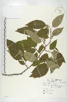 藏品(山柿, 山豆柿)的圖片