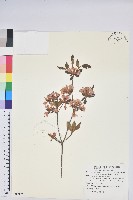 藏品(南澳杜鵑)的圖片
