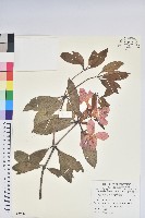 藏品(鹿角杜鵑、西施花、青紫木)的圖片