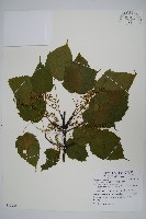 藏品(臺灣紅榨槭)的圖片