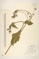 藏品(苦滇菜、苦菜)的圖片