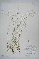 藏品(細葉蘭花參)的圖片