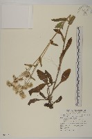 藏品(日本假蓬)的圖片