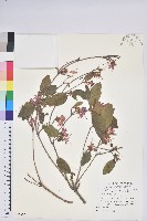 藏品(南澳杜鵑)的圖片