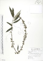 藏品(水麻)的圖片