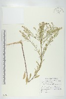 藏品(獨行菜)的圖片