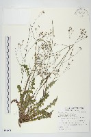 藏品(臺灣黃鵪菜)的圖片