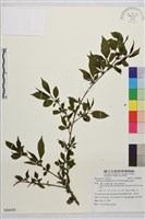 藏品(畢祿山鼠李)的圖片