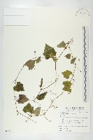 藏品(黑果馬交兒)的圖片