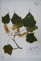 藏品(臺灣紅榨槭)的圖片