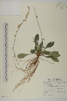 藏品(臺灣鬼督郵)的圖片