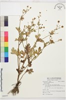 藏品(水辣菜、禺毛茛)的圖片