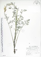 藏品(彎果黃菫)的圖片