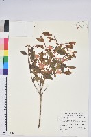 藏品(南澳杜鵑)的圖片