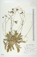 藏品(貓兒菊)的圖片