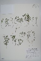 藏品(山桔梗)的圖片