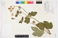 藏品(小白頭翁、野棉花)的圖片