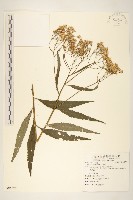 藏品(黃菀)的圖片